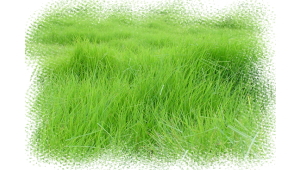 緑風の草原